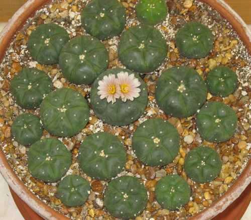 Lophophora Willaisii Seedlings with second batch of flowers